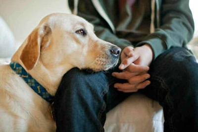 Heyvanlarla rəhmsiz rəftar edənləri gözləyən cərimələr ARTIRILDI