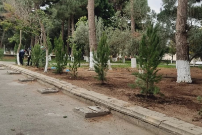 Bələdiyyə parkı yaşıllaşdırılıb