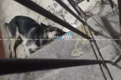 Sumqayıtda iti ölümə tərk etdilər