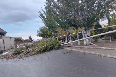 Sumqayıtda ağac qaz xəttini əyib