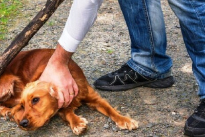 Heyvanlarla rəhmsiz rəftar edilməsinə görə cərimələr artırılıb