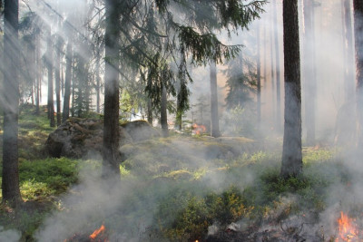 Odla ehtiyatsız davranmaqla yaşıllıqları məhv edənlər 2500 manatadək cərimələnəcək