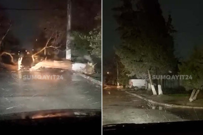 Kotecdə külək iri ağacı aşırıb - VİDEO