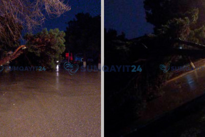 Sumqayıtda ağac maşınların hərəkətini çətinləşdirir