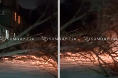 Dünən aşan ağaca qarşı biganəlik