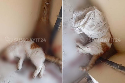 Sumqayıtda pişiyi qəddarcasına bıçaqladılar