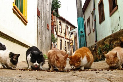 Sumqayıtda pişikləri yandırıb, doğrayırlar - İDDİA+VİDEO