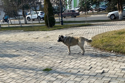 Gəncədə var, Sumqayıtda niyə olmasın?!