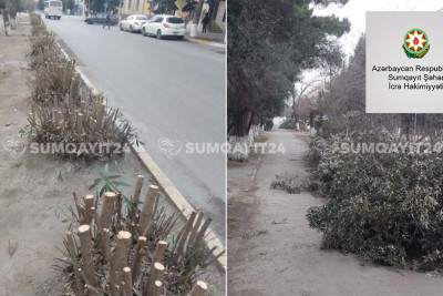 İcra Hakimiyyəti yol kənarındakı ağacların kəsilməsinə aydınlıq gətirdi