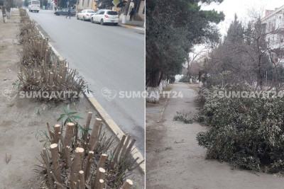 Sumqayıtda yol kənarındakı ağaclar kəsilib