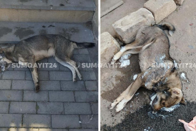 Sumqayıtda sahibsiz itlərə qarşı amansız rəftar