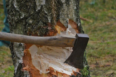 Sumqayıtda təbiətə minlərlə manat ziyan vuruldu