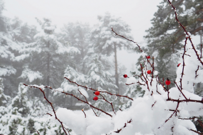 Bu gündən Azərbaycanda kiçik çillə başladı