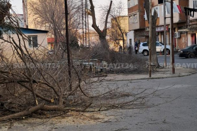Sumqayıtda növbəti ağac qətliamı - FOTO