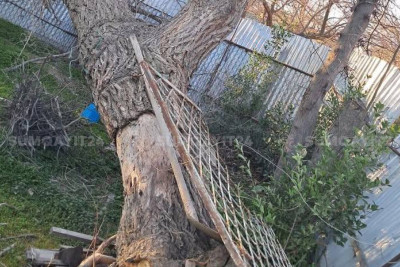 Sumqayıtda ağac aşıb - İdarə sakinləri “YOLA VERİR”