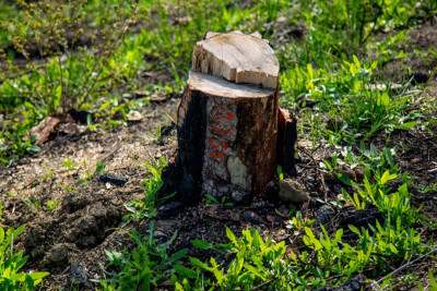 “Term” ərazisində yaşıllıqlar məhv edildi