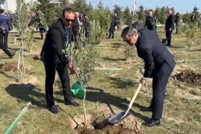Sumqayıt bulvarında zeytun ağacları əkilib