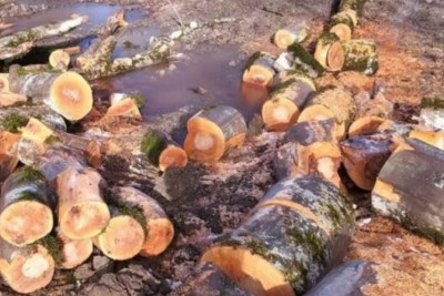 Sumqayıt, Bakı və Ağcabədidə təbiətə 173 min manatlıq ziyan vurulub