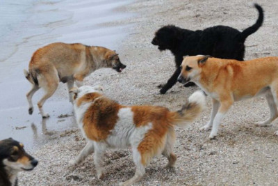 Sumqayıtda DƏHŞƏT: İtlər uşaqları xəstəxanalıq etdi