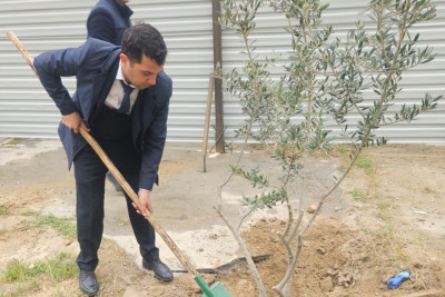 Nazirlik Sumqayıtdakı ağac soyqırımına biganə qalmadı