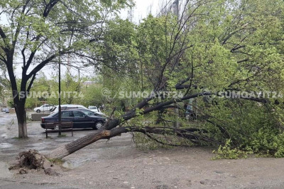 Sumqayıtda iri gövdəli ağaclar aşıb