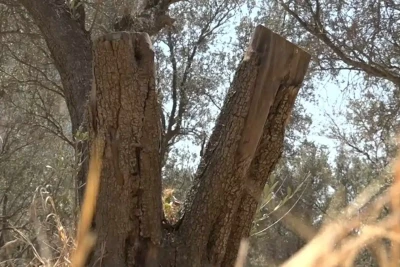 Sumqayıtın parklarını QURD BASIB - VİDEO