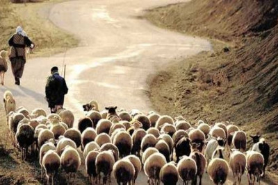 Sumqayıt məhkəməsi çobanın cəzasını YÜNGÜLLƏŞDİRDİ