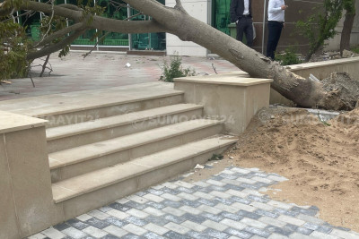 Sumqayıtda ağac qəfil PİYADA SƏKİSİNƏ aşıb