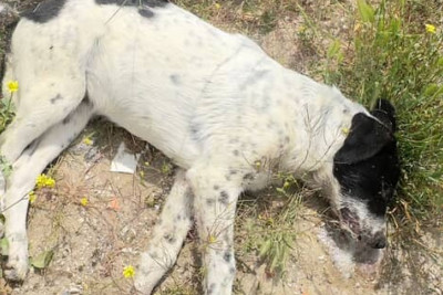 Sumqayıtda itləri kim və niyə güllələyib? - POLİS ARAŞDIRIR - VİDEO