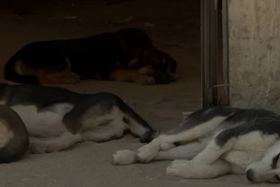 Sumqayıtda küçə itləri öldürülür - Heyvansevərlərdən ŞİKAYƏT - VİDEO