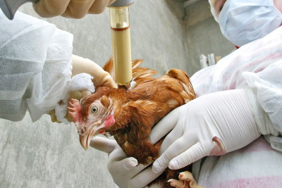 Quş qripinə qarşı monitorinq keçiriləcək