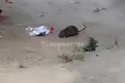 Sumqayıtda binanı SİÇOVULLAR BASIB - VİDEO