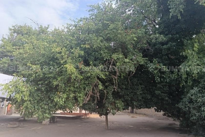 Sumqayıtda ağac hər an kiminsə üzərinə aşa bilər