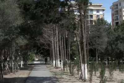 “Nəsimi” parkında quru ağaclar kəsilib - VİDEO