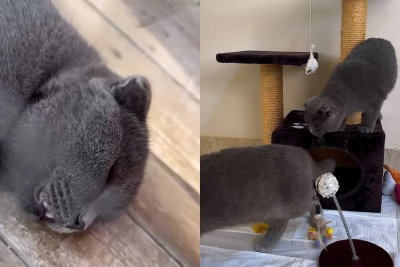 Novxanıda qanunsuz zoopark AŞKARLANIB - VİDEO