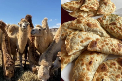 “Dəvə qutabı” adı altında satılan TƏHLÜKƏ