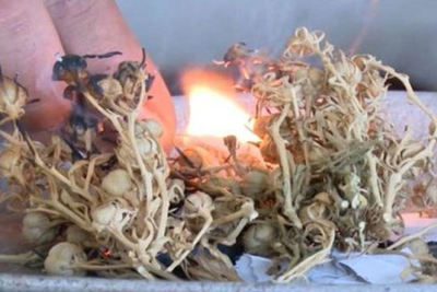 Mistik gücü olduğuna inandığımız bu bitki ilə bağlı XƏBƏRDARLIQ