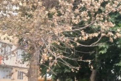 Sumqayıtda ağaclar təhlükə mənbəyinə ÇEVRİLİB - FOTO