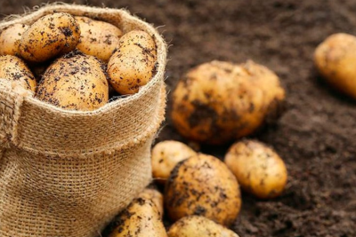 Sumqayıtda kartof istehsalı GÖSTƏRİCİLƏRİ