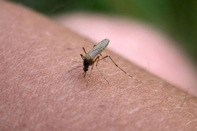 Ağcaqanadlar bu rəng geyinənlərə YAXINLAŞMIR