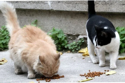 İsti yay günlərində onları da unutmayaq…