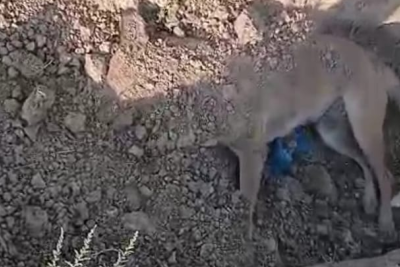 Sumqayıtda küçə itlərinə qarşı VƏHŞİLİK