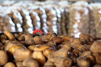 Sumqayıtda yetişən kartofun miqdarı açıqlandı