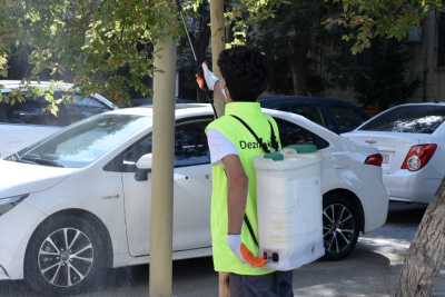 Sumqayıtda Amerika kəpənəyi yayılıb