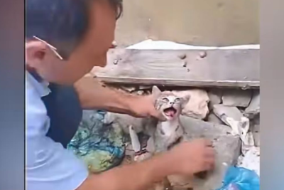 Sumqayıtda pişiyə əzab verən şəxs SAXLANILDI