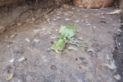 Sumqayıtda evləri qurdlar basıb