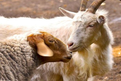 Sumqayıtda qoyun və keçilər azalıb