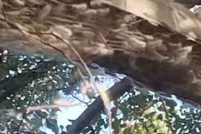 Sumqayıtda qurdlar kütləvi şəkildə artır- SAKİNLƏR NARAHATDIR