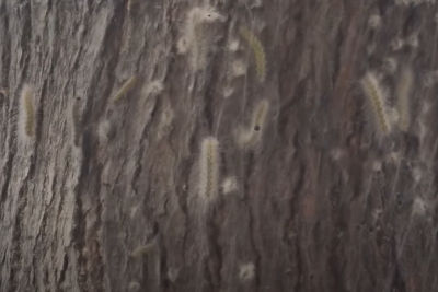 Sumqayıtda qurdlarla əlaqədar dezinfeksiya işləri APARILIR