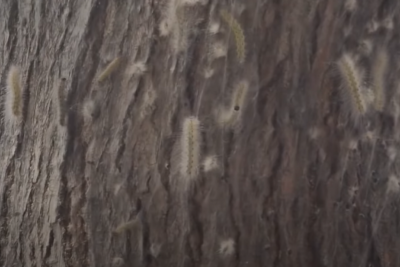 Sumqayıtdan Ukraynaya humanitar yardım GÖNDƏRİLİR